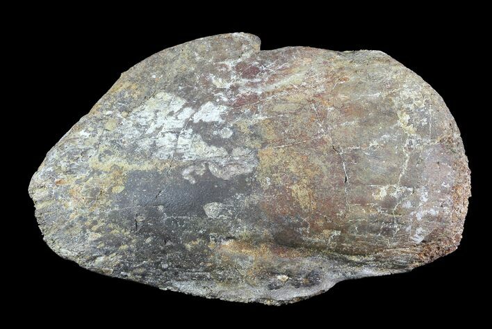 Rare, Ankylosaur Claw (Ungal) - Aguja Formation, Texas #76742